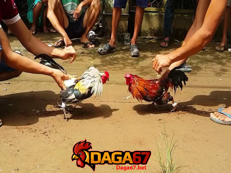 DAGA67 – Đá Gà Cựa Sắt